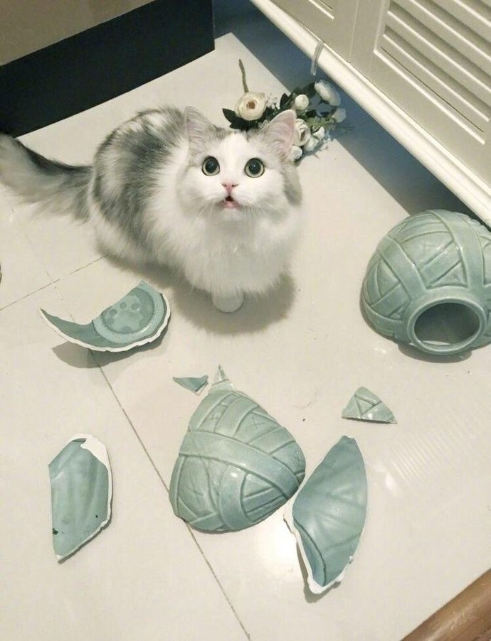 Suçsuz bu kedi😽