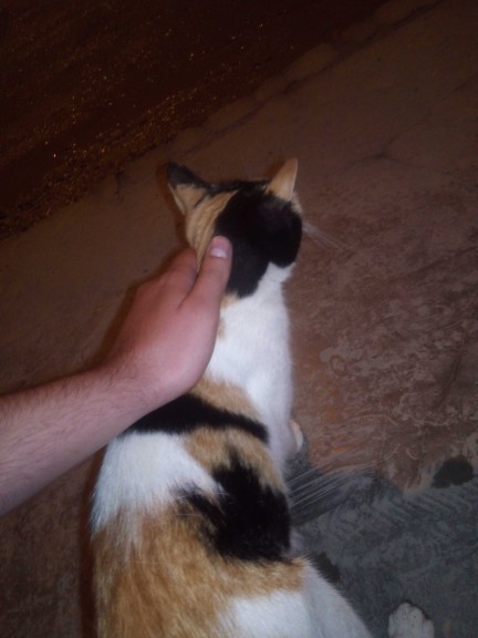 Allahım ne güzel desen vermiş kediye yedim resmen ya siz sever misiniz hayvanları?