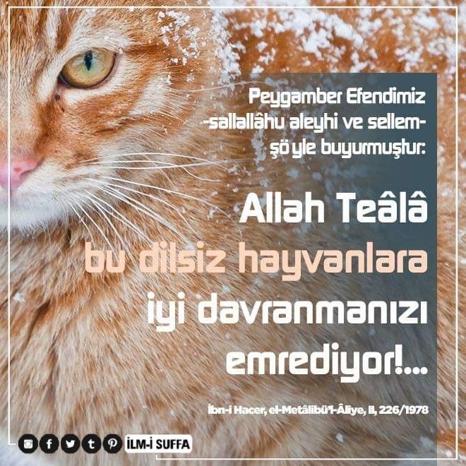 Allah'ım ne güzel desen vermiş kediye yedim resmen ya siz sever misiniz hayvanları?