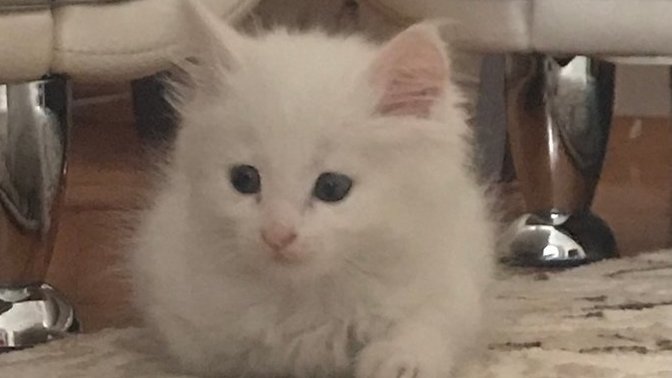 Sizce kedim Van kedisi mi yoksa beyaz tekir mi?