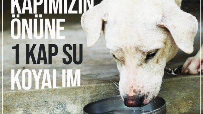Hayvanlar için bu sıcak havalarda kapınıza bir kap su koyuyorsunuz değil mi?