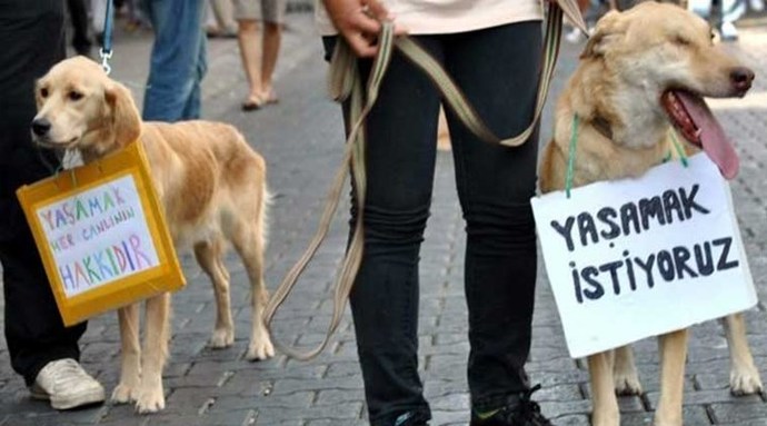 Yeni hayvan hakları yasası geliyor! Sizce bunlar yeterli mi, neler olmalı?