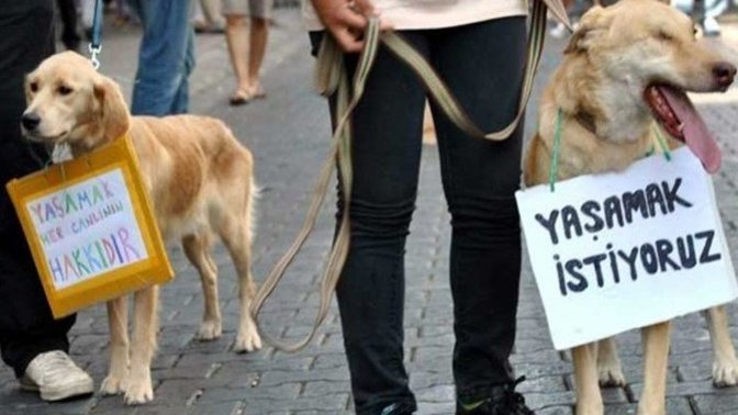Yeni hayvan hakları yasası geliyor! Sizce bunlar yeterli mi, neler olmalı?