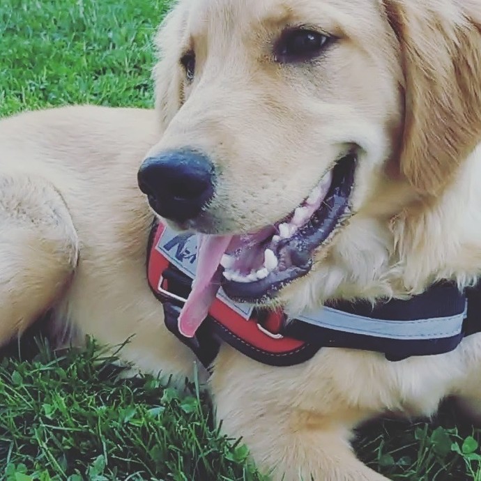 Pug cinsi havlar mı?