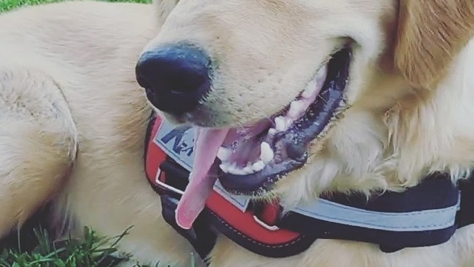 Pug cinsi havlar mı?