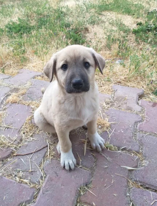 Köpeğimin adı ne olsun?
