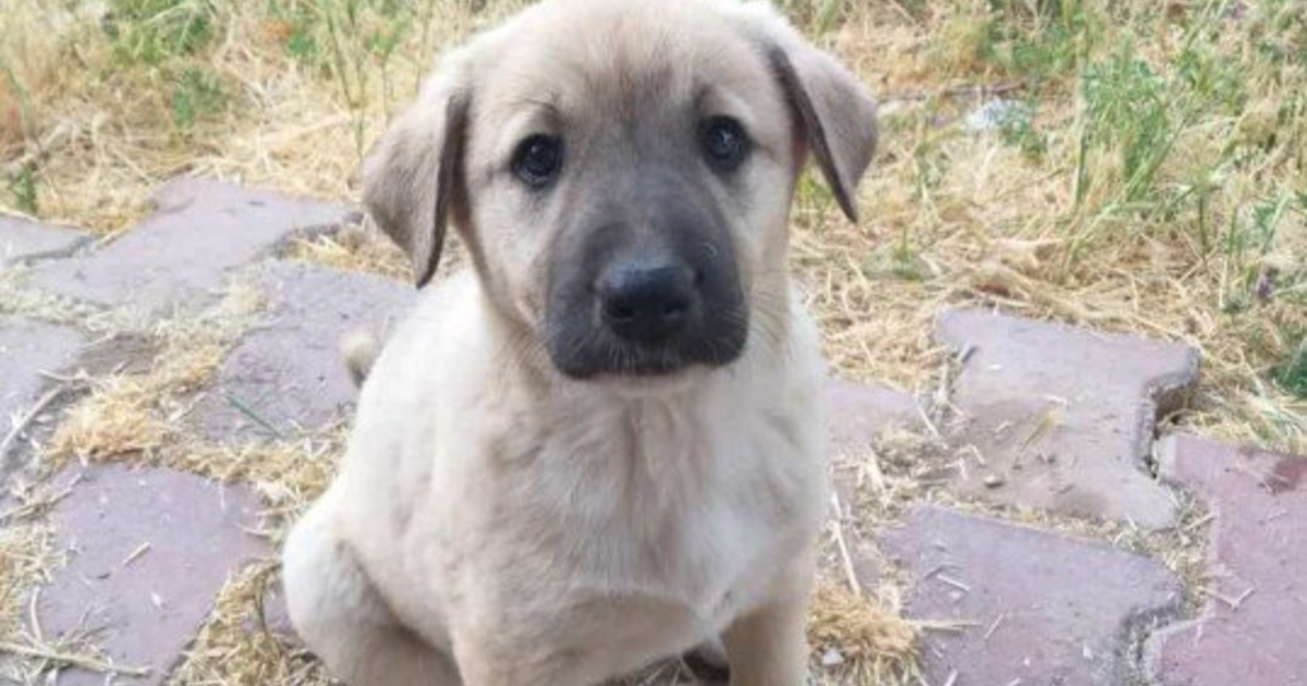 Köpeğimin adı ne olsun? KizlarSoruyor