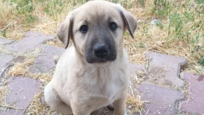 Köpeğimin adı ne olsun?