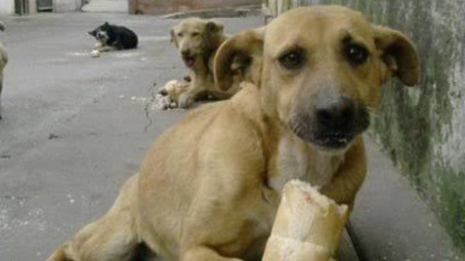 Türkiye'de sokak köpeği sorunu olduğunu düşünüyor musunuz? Sizce köpekler toplatılmalı mı?