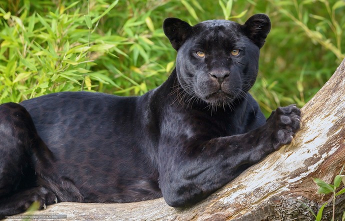 Panter