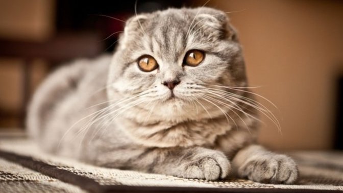Cins kedi/köpeklerin parayla satılmasına karşı mısınız, ne düşünüyorsunuz?