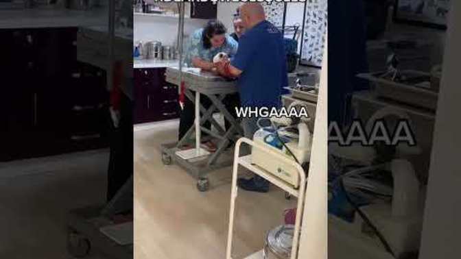 Kedimin veterinerde korkmaması ve saldırgan olmaması için ne yapmalıyım?