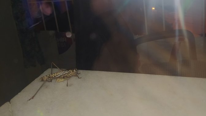 Bu ne böceği cok korktum eve geldi oldum koptu zor balkona attik?