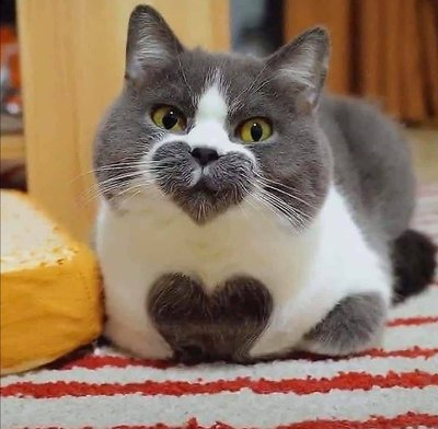 Evcil hayvan�n�za ne isim koyard�n�z?