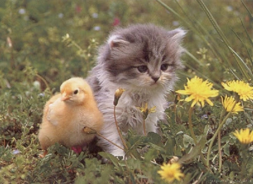 Kedi akıllıymış yemiyor civcivi :(