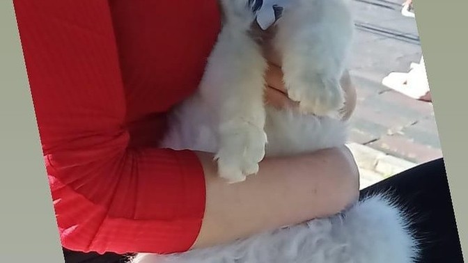 Kedimin dışarıda bile kucağımda durması normal mi?