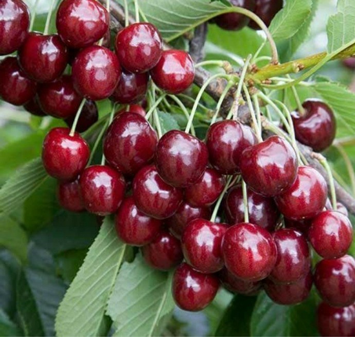 Güzel bir bahçede gördüğünüz hangi ağacın meyvesine dalmak isterdiniz?