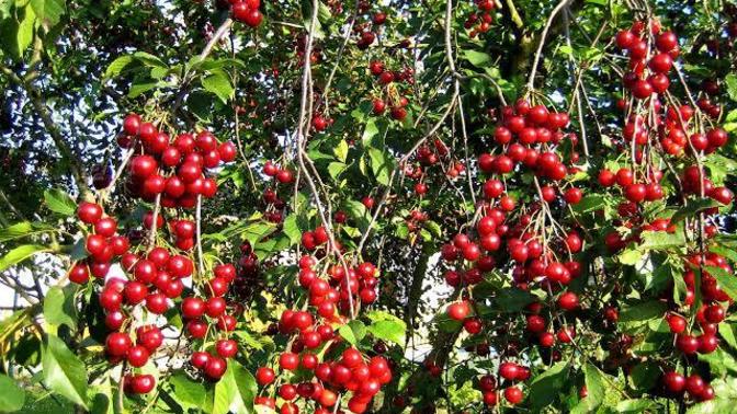 Güzel bir bahçede gördüğünüz hangi ağacın meyvesine dalmak isterdiniz?