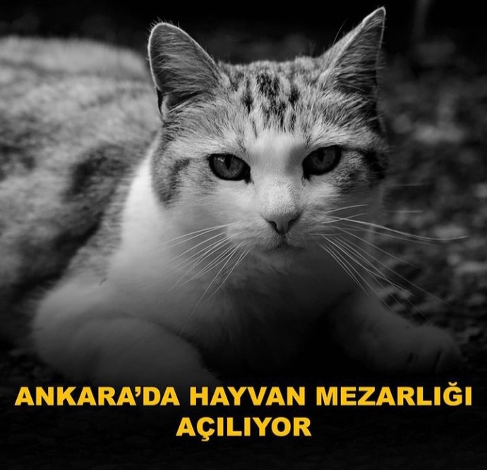 Ankarada Hayvan mezarlığı açılıyor! Ne düşünüyorsunuz?