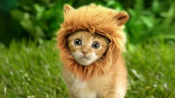 Erkek dediğin dışarıda kedi evde aslan mı olmalı?