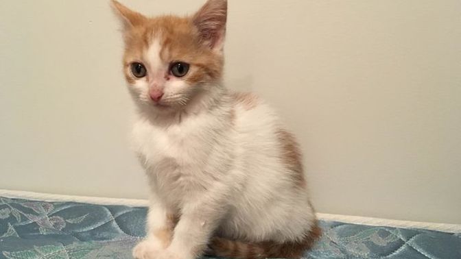 Yavru kedi̇ler yeti̇şki̇n kedi̇ maması yer mi̇?