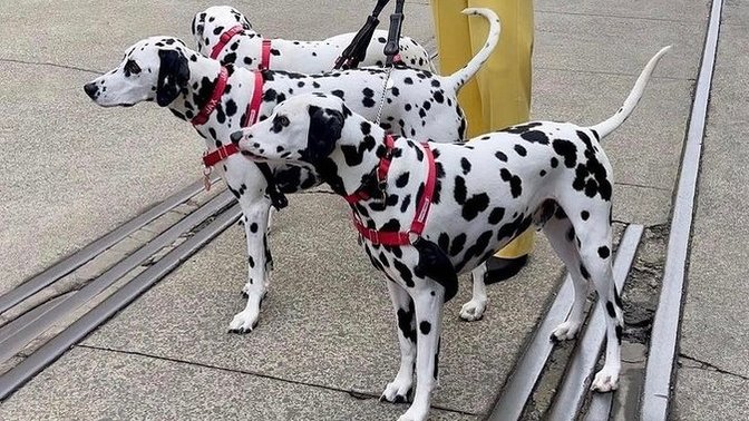 Bu benekli köpeklerden istiyorum nerde bulabilirim?