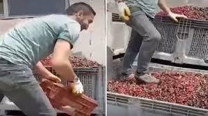 Vişneleri ayakkabısı ile ezdi, sosyal medyada yayımladı! Bu davranışın sebebi eğitim düşüklüğü olabilir mi?
