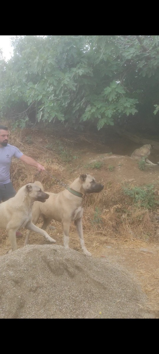 Hayvanları seviyor musun, bugün hayvanlar için ne yaptın?