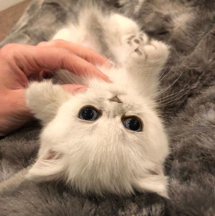 😻
