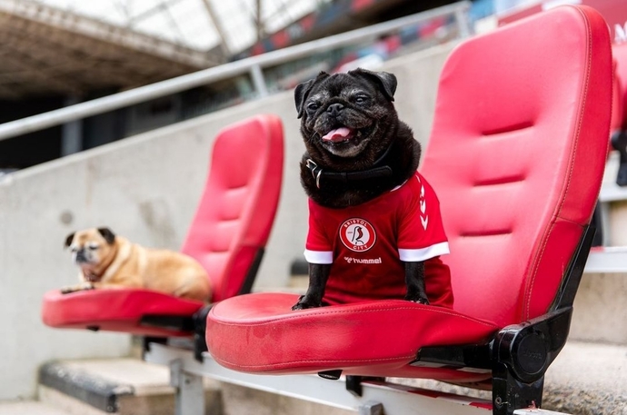 Bristol City, yeni sezon formalarını köpekler üzerinde tanıttı, ne düşünüyorsunuz?