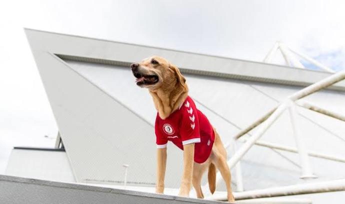 Bristol City, yeni sezon formalarını köpekler üzerinde tanıttı, ne düşünüyorsunuz?