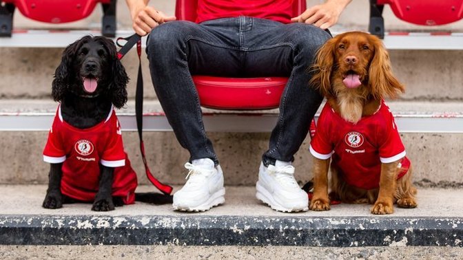 Bristol City, yeni sezon formalarını köpekler üzerinde tanıttı, ne düşünüyorsunuz?