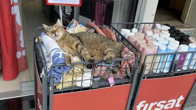 Sokakta uyuyan kedileri görünce ne yapıyorsunuz?