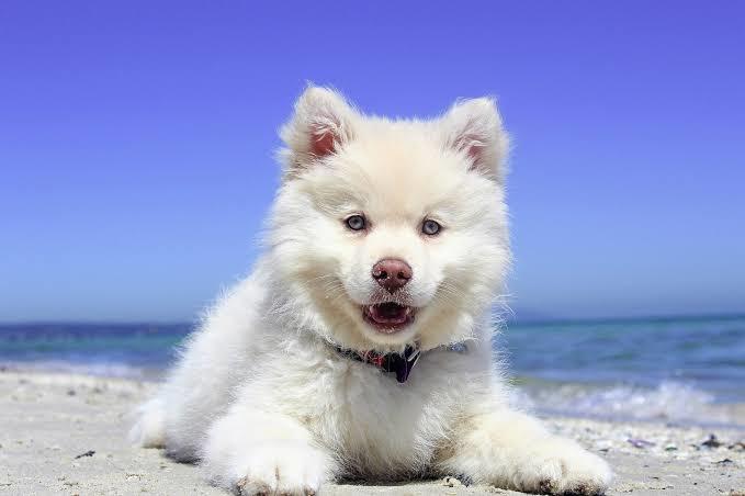 Kediler mi köpekler mi ikisi arasında kalsanız hangisini seçersiniz?