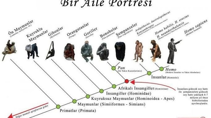 Teori nedir, ne değildir? Evrim teorisi sizde neler çağrıştırıyor?