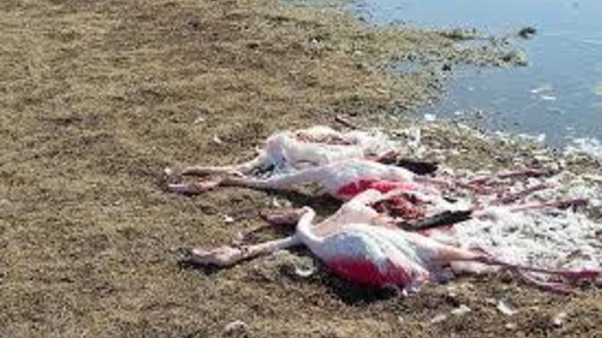 Tuz Gölü'ne giden kanalları kapattılar, flamingolar öldü! Dünya sadece bize mi ait?