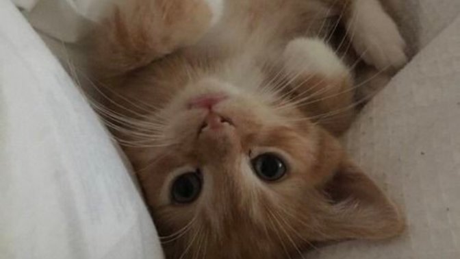 Eve kedi almak istiyorum. Annemi nasıl ikna ederim?