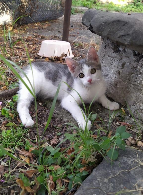 Ablam ille de fotoda ki kediyi sahiplen diyor ısrarla, muallakta kaldım sizce ne yapayım KScanlar?