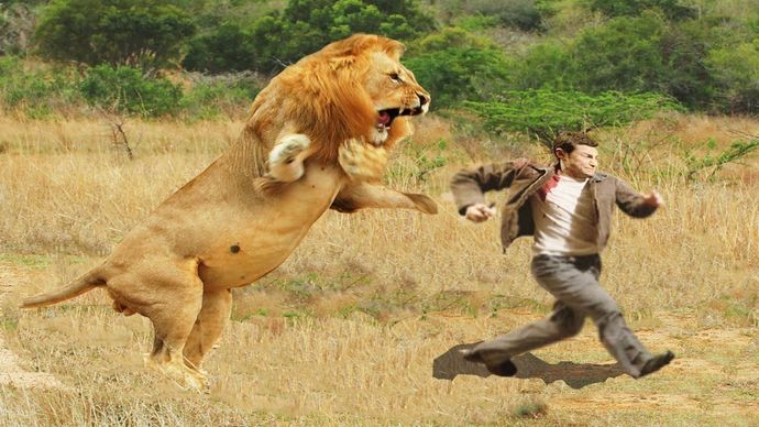 Gaziantepte aslan kafesinden kaçtı! Sizce hayvanat bahçeleri olmalı mı ?