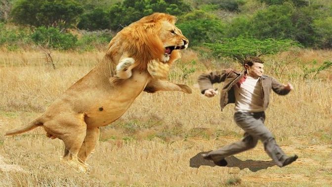Gaziantep'te aslan kafesinden kaçtı! Sizce hayvanat bahçeleri olmalı mı ?