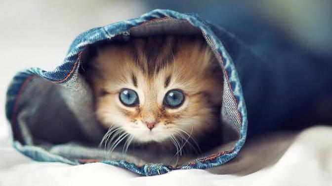 Kedi fotoğrafı paylaşan erkek itici midir?
