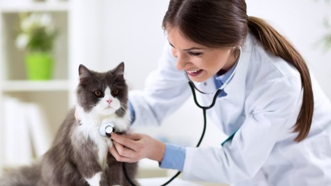 Sizce kedimin veterineri benden hoşlanıyor mu?