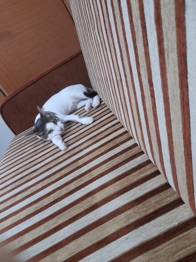 Kedi insanı mısın yoksa köpek insanı mı?