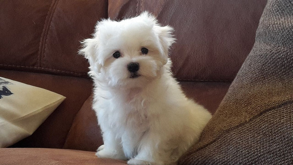 Kedi insanı mısın yoksa köpek insanı mı?