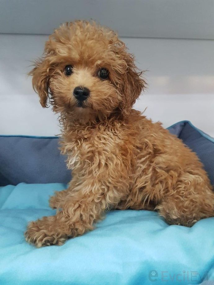 Kedi insanı mısın yoksa köpek insanı mı?