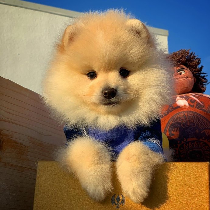 Kedi insanı mısın yoksa köpek insanı mı?