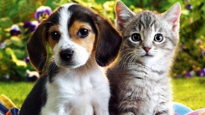 Kedi insanı mısın yoksa köpek insanı mı?
