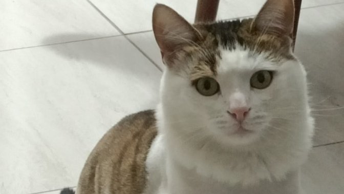 Bütün insanları toplasak şu canlıdaki güzelliğin zerresi etmez. Haksız mıyım?