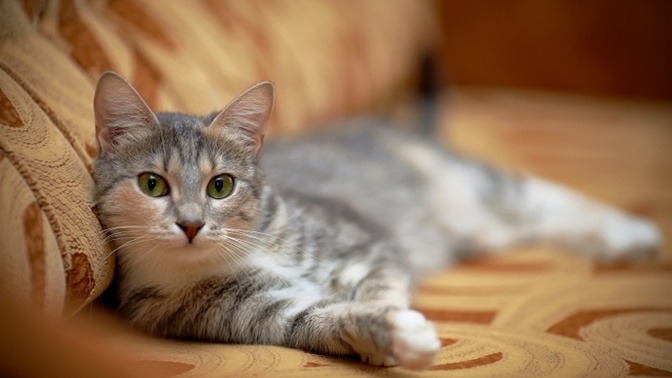 Ev sahibiniz "Benim evimde kedi/köpek besleyemezsin" dese ne yapardınız?