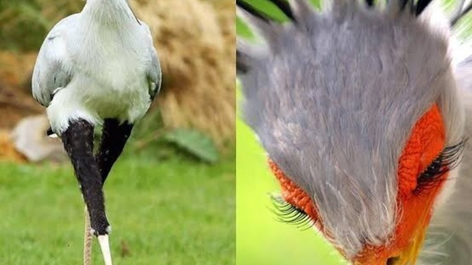 Daha önce hiç sekreter kuşu gördünüz mü?